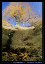 A cray-fish close to the surface - under the ice in a sma... by Michel Lonfat 